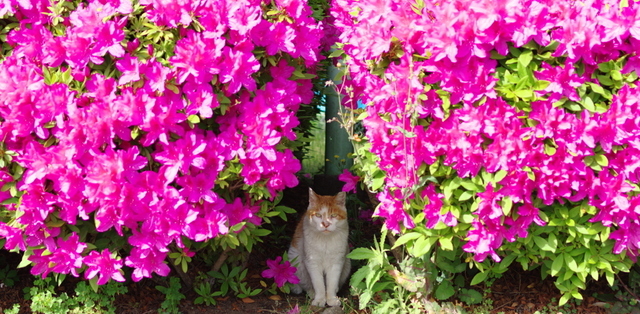 20190429park01.jpg