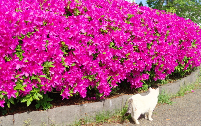 20190429park02.jpg