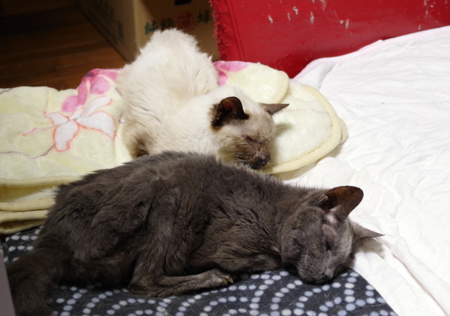 20190506ichi＆milk02.jpg