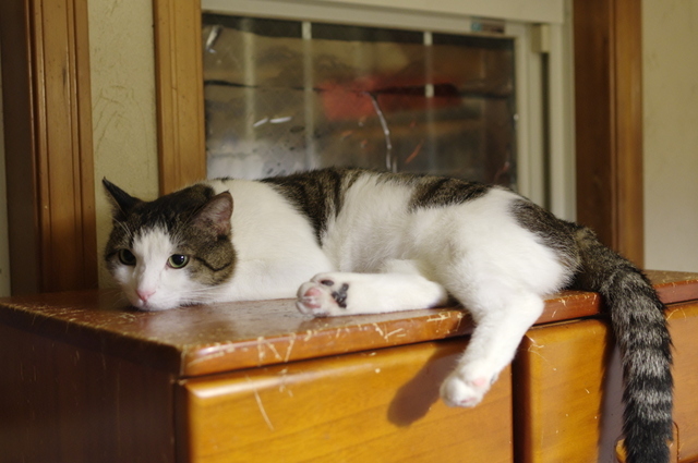20190530katsuo02.jpg