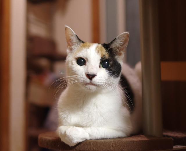 20190607mika01.jpg