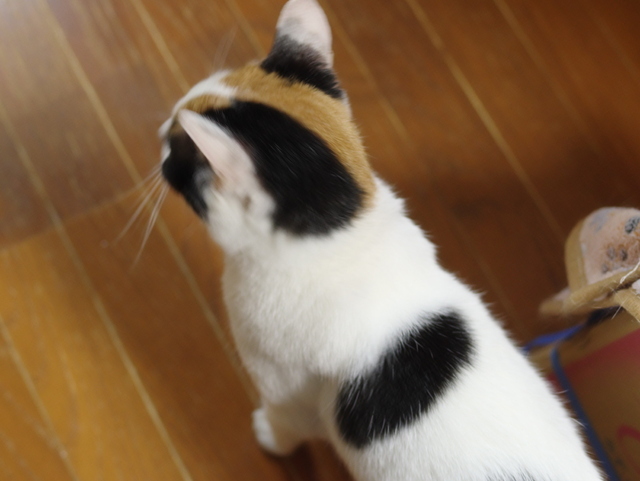 20190607mika02.jpg