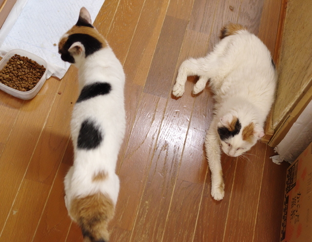 20190607mika03.jpg