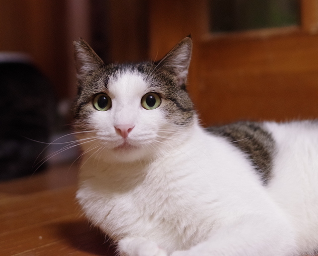 20190625katsuo01.jpg