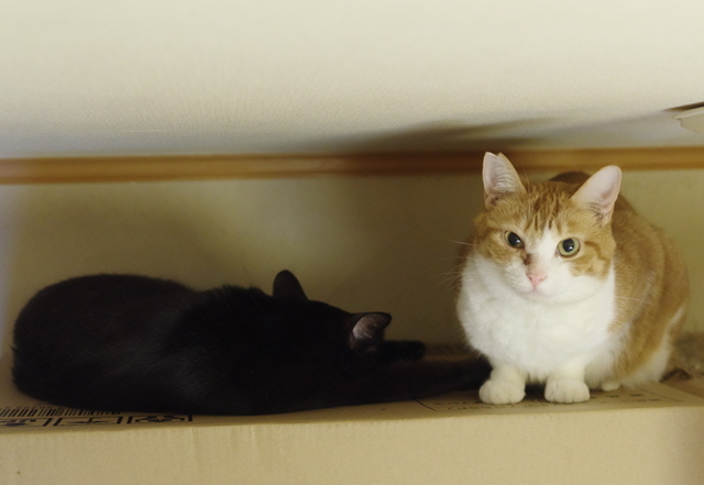 20190625kuu&mai01.jpg