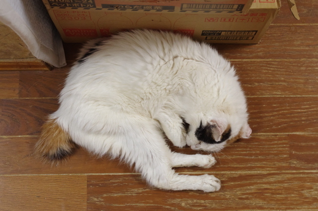 20190728oomike01.jpg