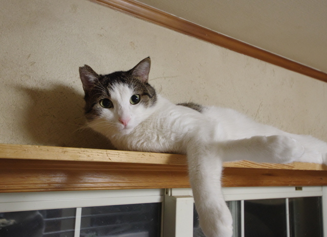 20190813katsuo01.jpg
