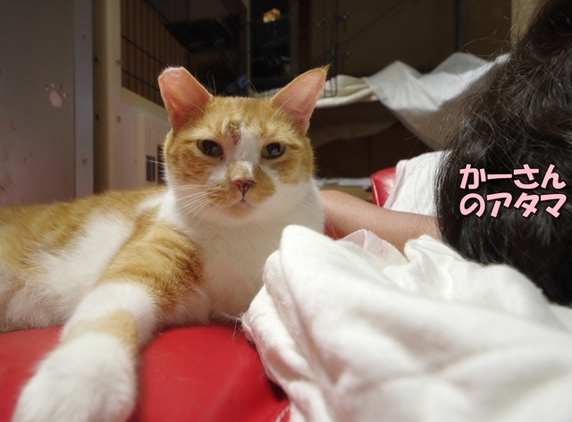 20190813kiku02.jpg