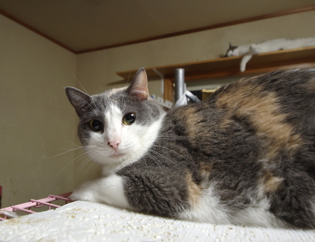 20190813knagi01.jpg