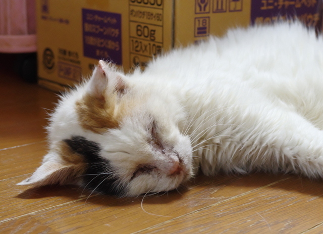 20190825oomike03.jpg