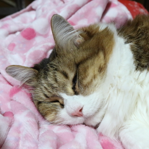 20200101mimi01.JPG
