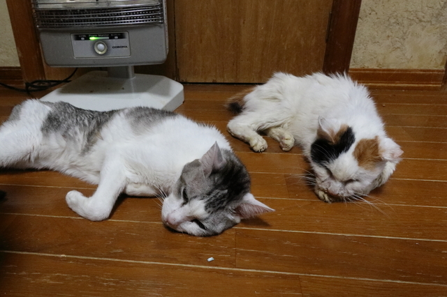 20200125oomike02.JPG