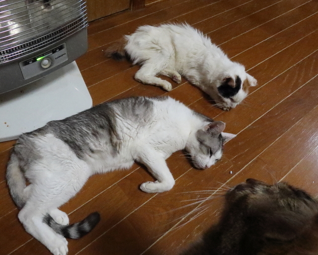 20200125oomike03.JPG