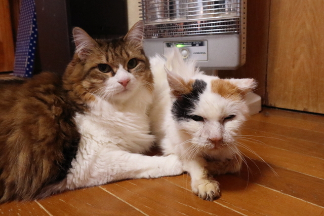 20200125oomike04.JPG