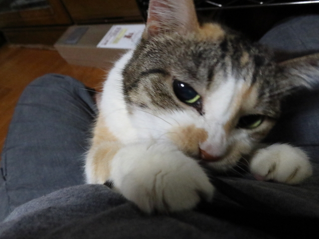 20200301mi-ko01.JPG