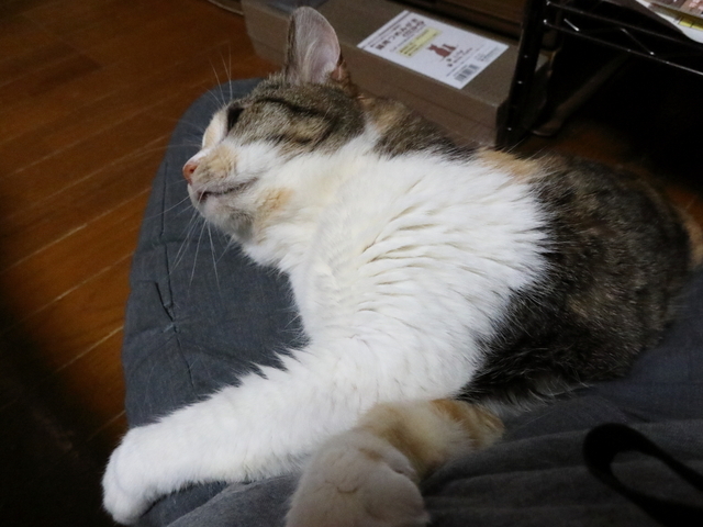 20200301mi-ko03.JPG