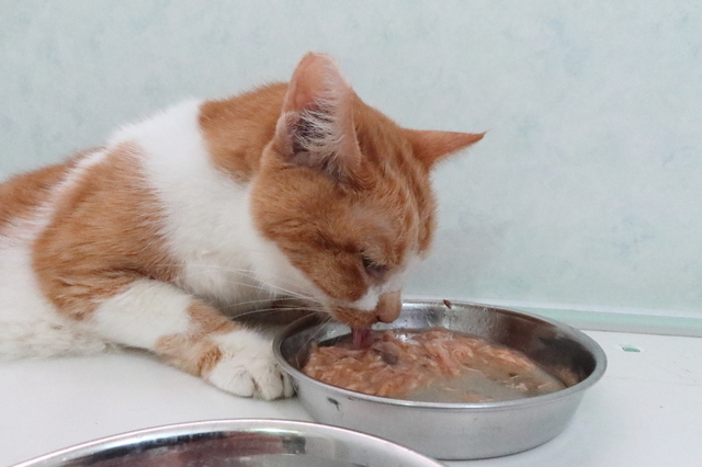 20200624kiku01.JPG