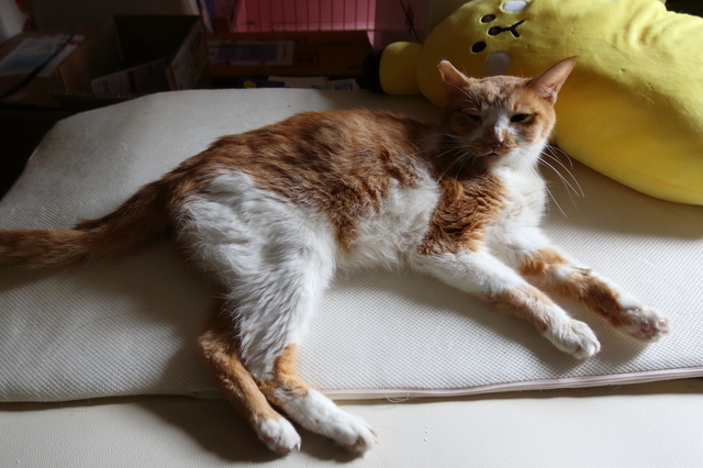 20200625kiku02.JPG