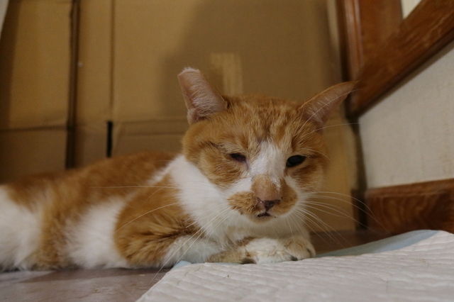 20200626kiku01.JPG