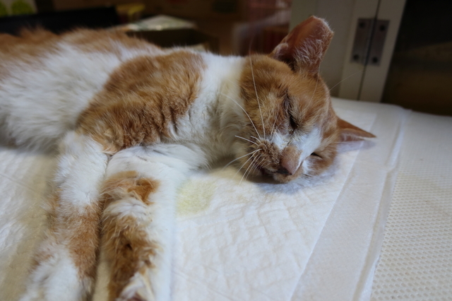 20200629kiku01.JPG