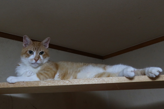 20200730taro04.JPG