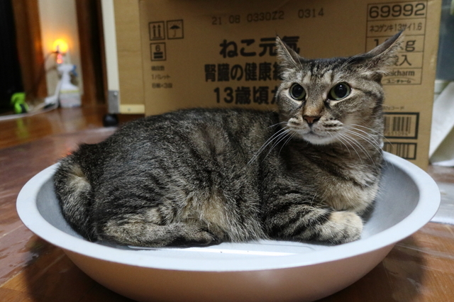 20200815kyu01.JPG
