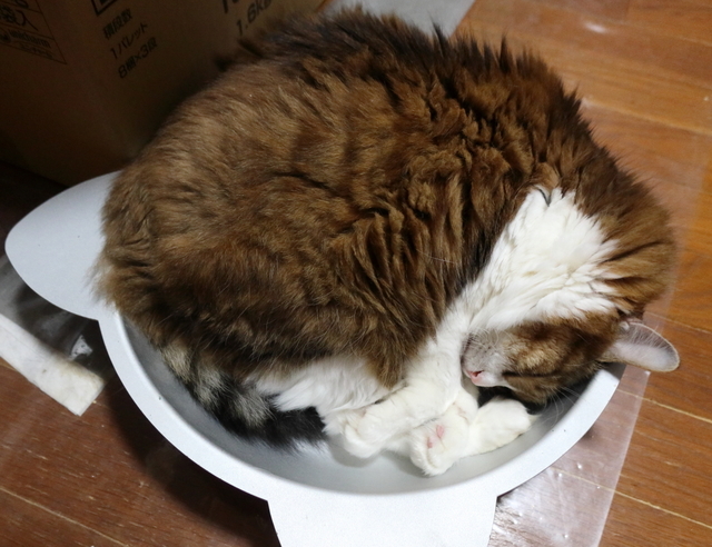 20200820mimi01.JPG
