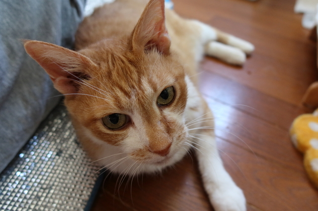 20200829taro01.JPG