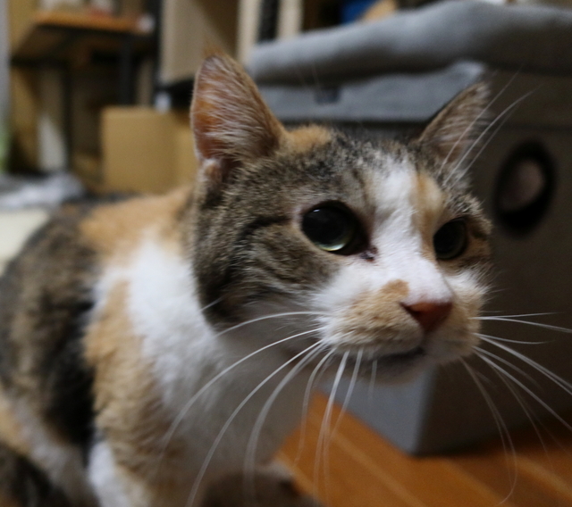 20201018mi-ko01.JPG