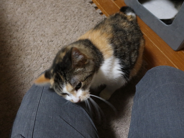 20201018mi-ko03.JPG
