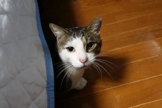 20201030masuo02.JPG