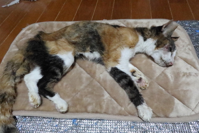 20201210mikemi01.JPG