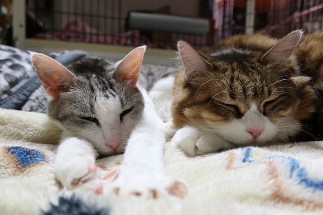 20201226mimi_ru03.JPG