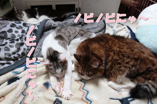 20201226mimi_rui_muh02.JPG