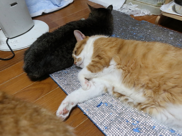 20201230que_taro01.JPG