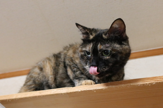 20210217nozomi01.JPG