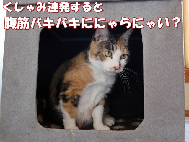 20210227ai011.JPG