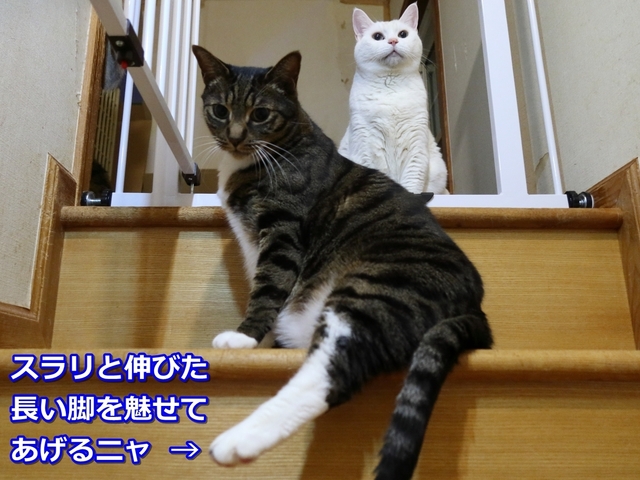20210320kokoro02.JPG