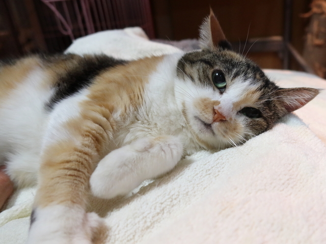 20210329mi-ko01.JPG