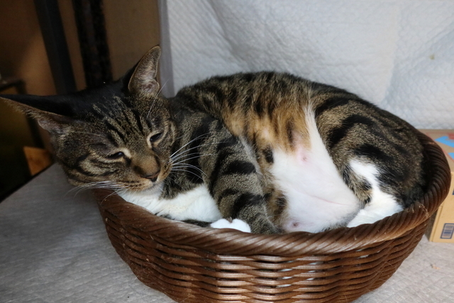 20210424kokoro02.JPG