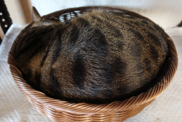 20210428kokoro02.JPG