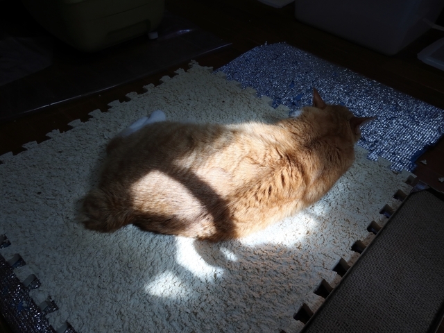 20210629taro01.JPG