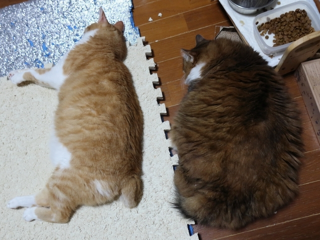 20210629taro_mimi01.JPG