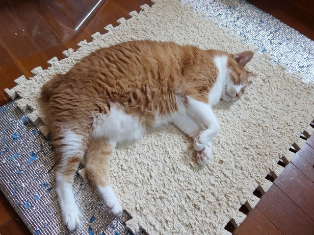 20210726taro01s.JPG