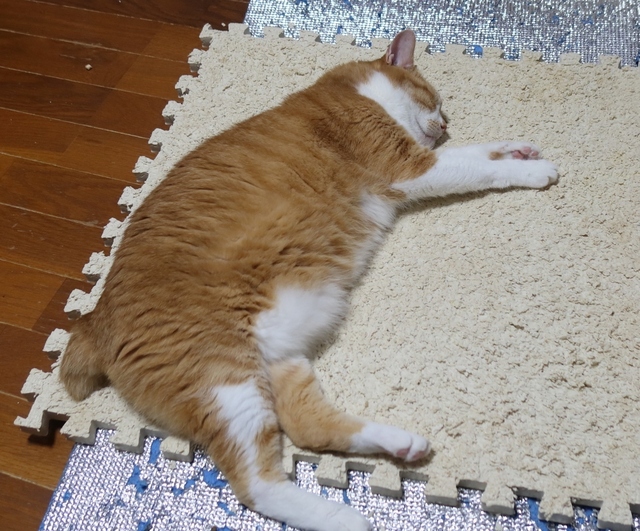 20210726taro03s.JPG