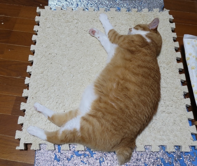 20210726taro04s.JPG