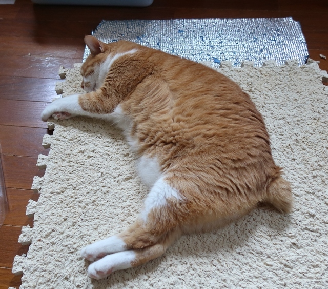 20210726taro05s.JPG