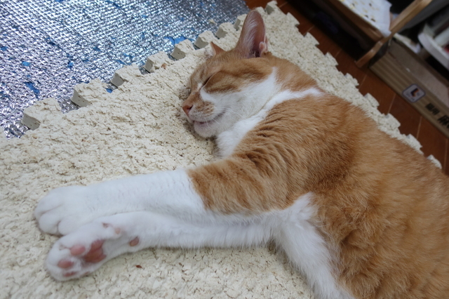 20210729taro02.JPG