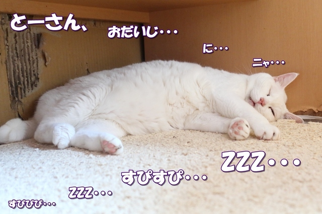 20210804hina01.JPG