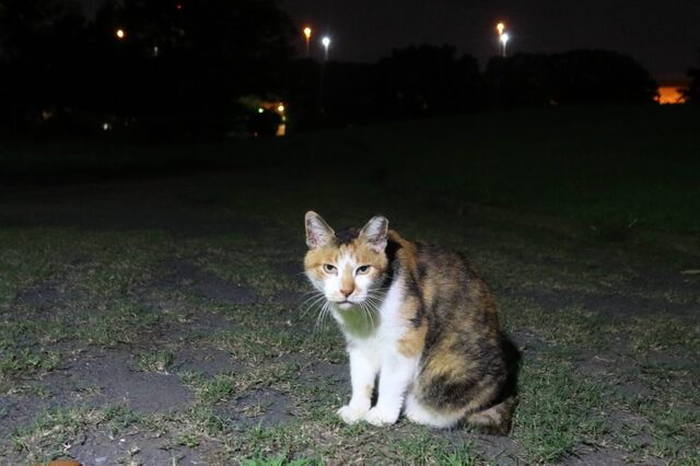 20210822mikeko02S.jpg